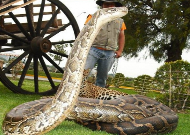 Serpiente rambo